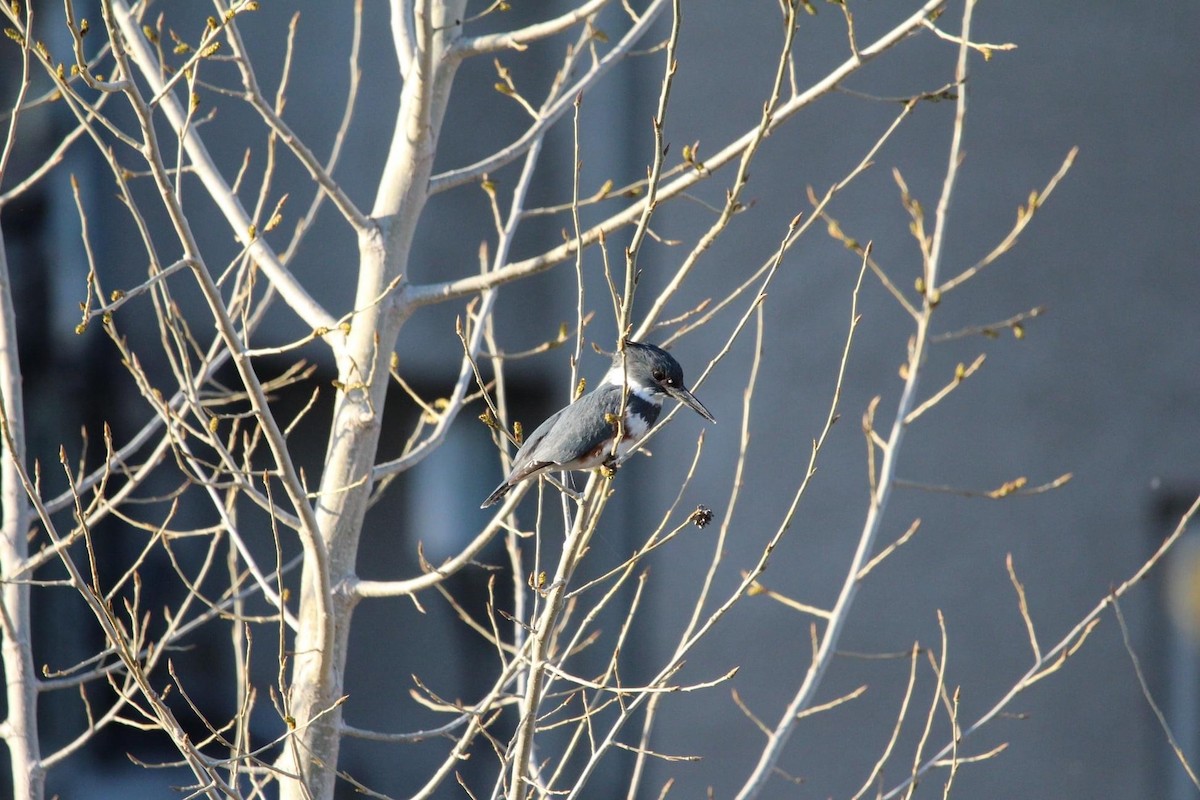 Belted Kingfisher - ML612320217