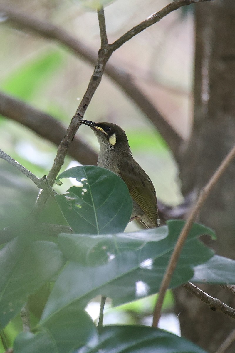 Cryptic Honeyeater - ML612320300