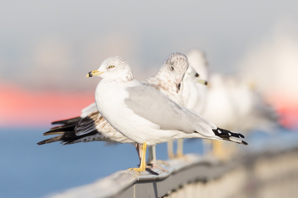 Ring-billed Gull - ML612320399