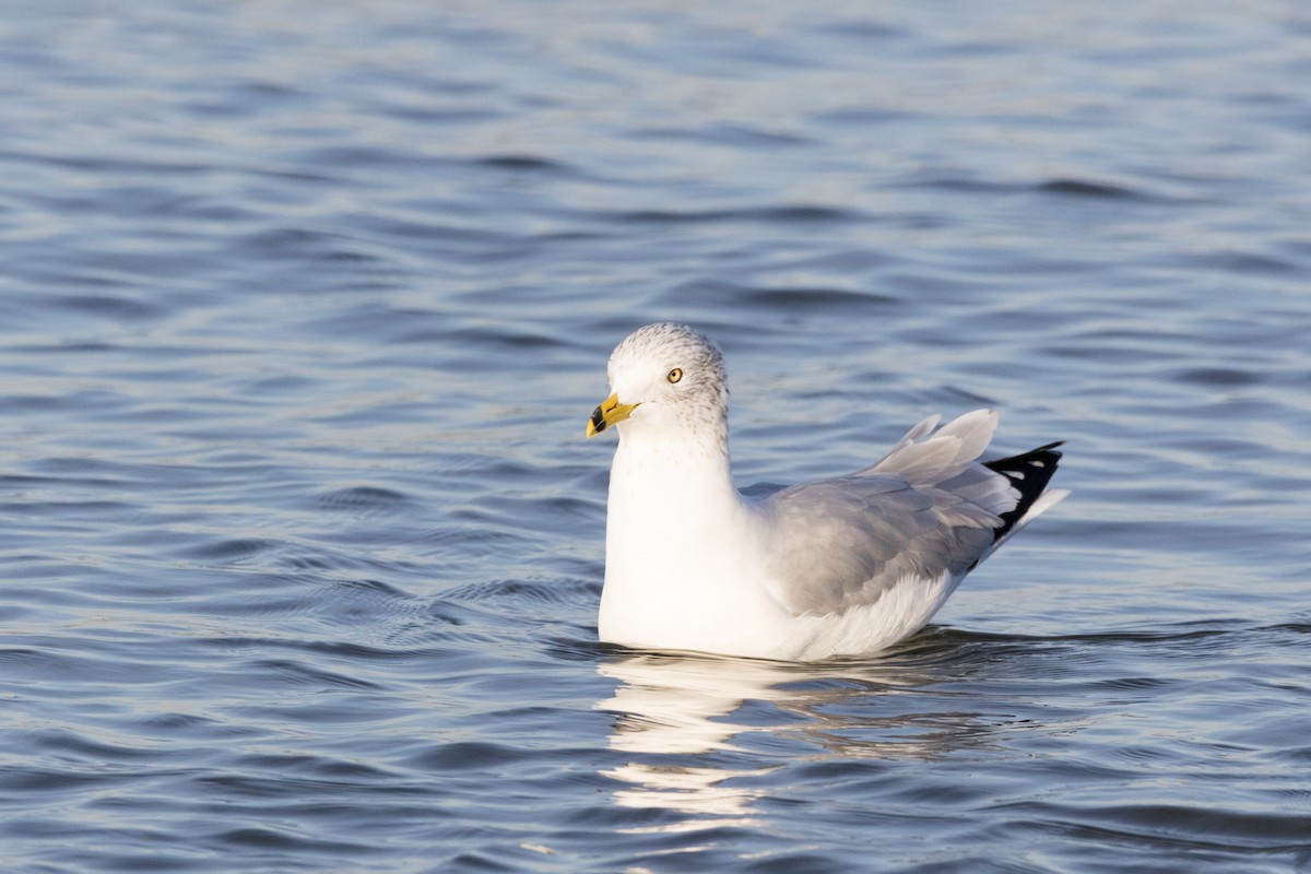 Ring-billed Gull - ML612320400