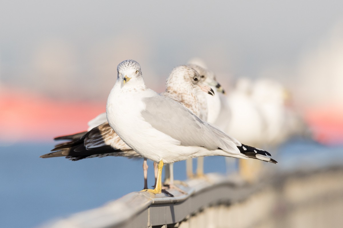 Ring-billed Gull - ML612320401