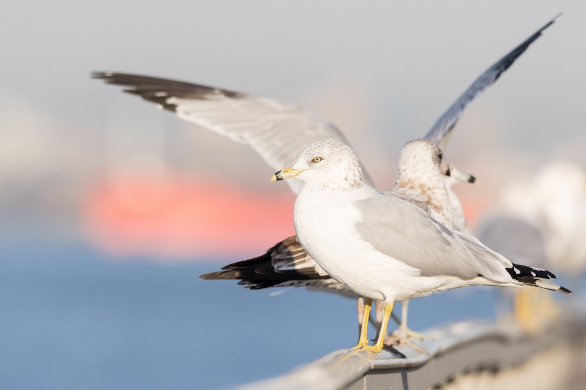 Ring-billed Gull - ML612320402