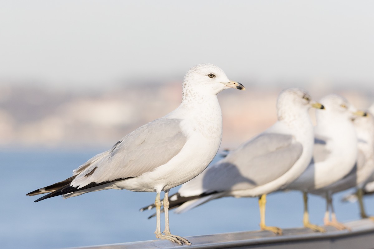 Ring-billed Gull - ML612320403