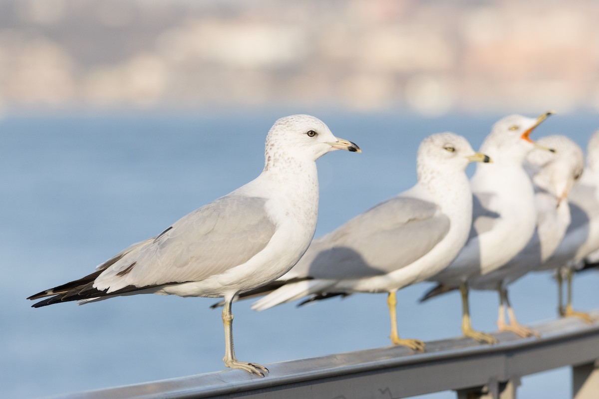 Ring-billed Gull - ML612320404