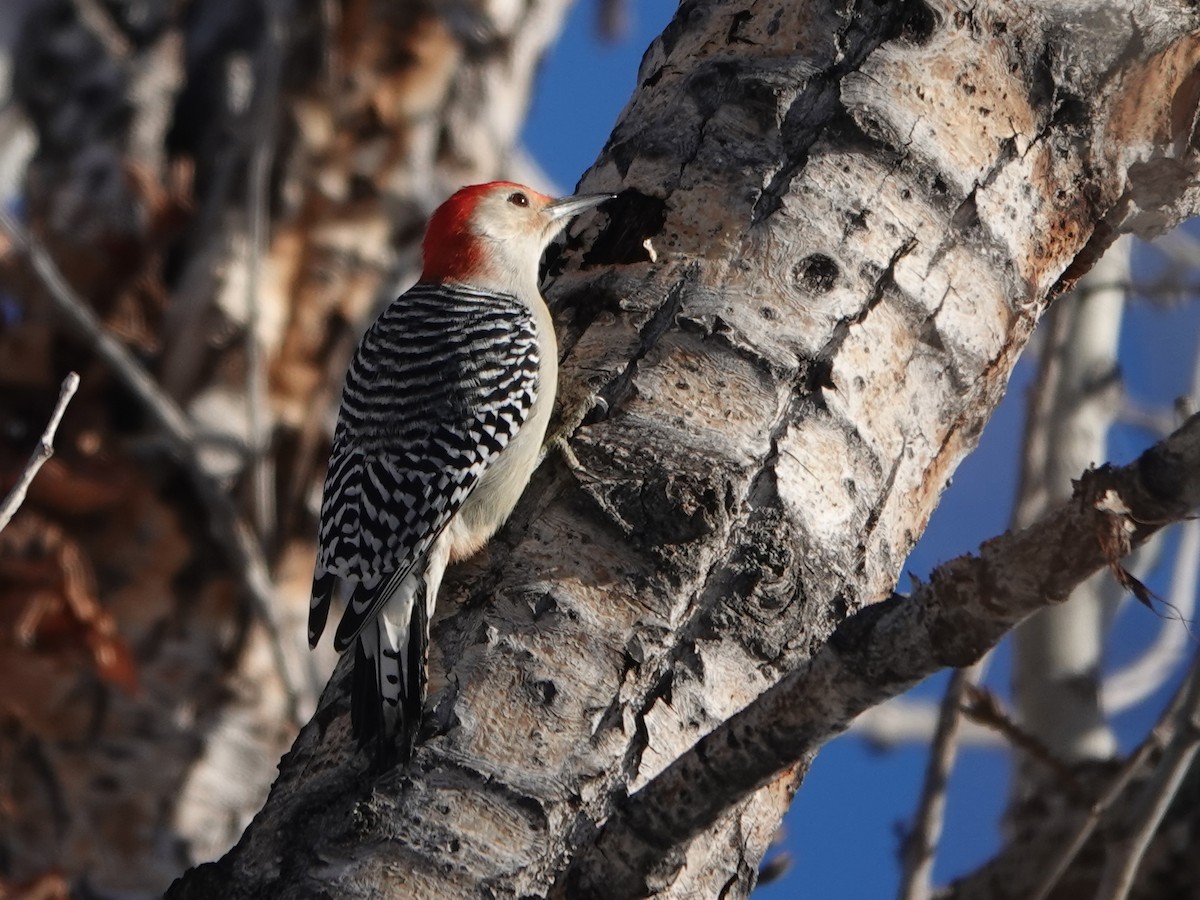 Red-bellied Woodpecker - ML612320456