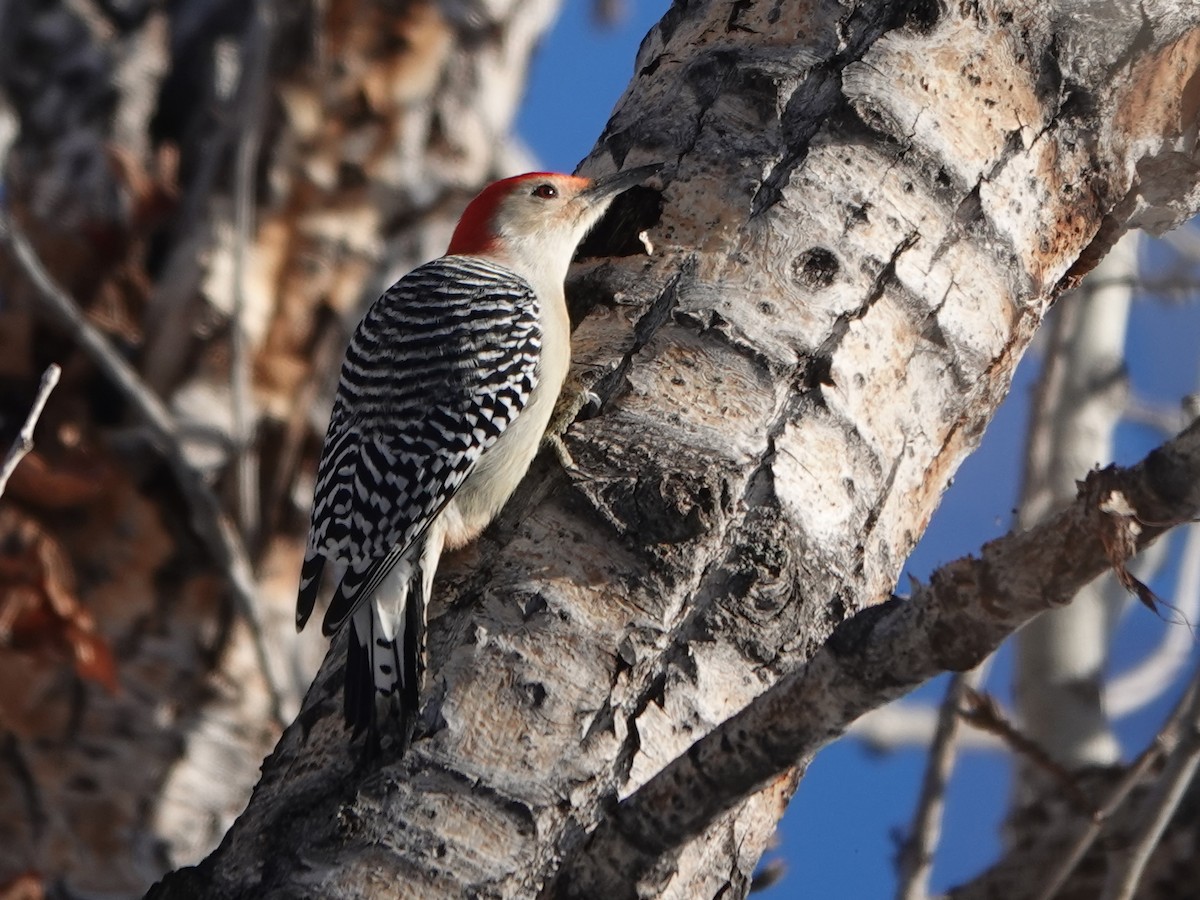 Red-bellied Woodpecker - ML612320457