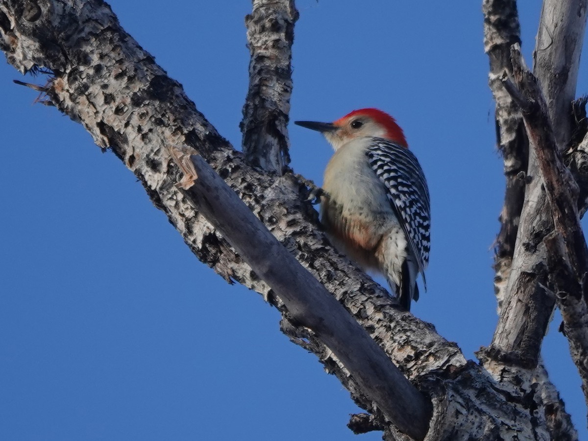 Red-bellied Woodpecker - ML612320458