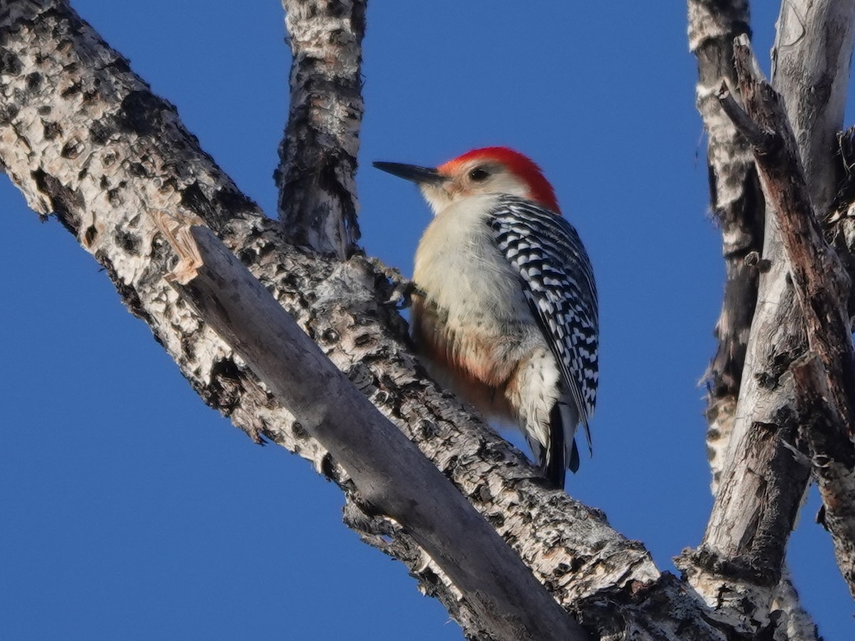 Red-bellied Woodpecker - ML612320459