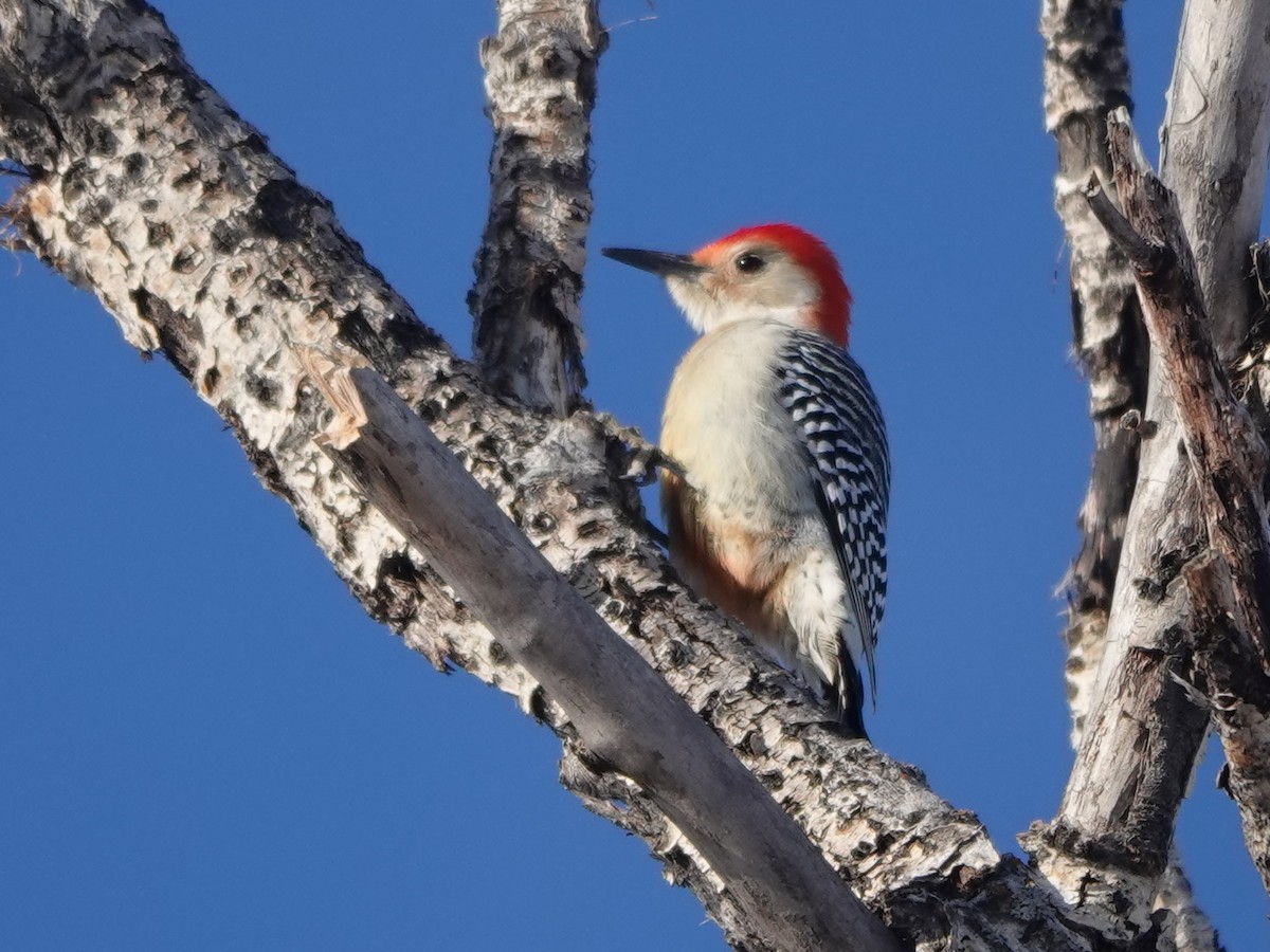 Red-bellied Woodpecker - ML612320460