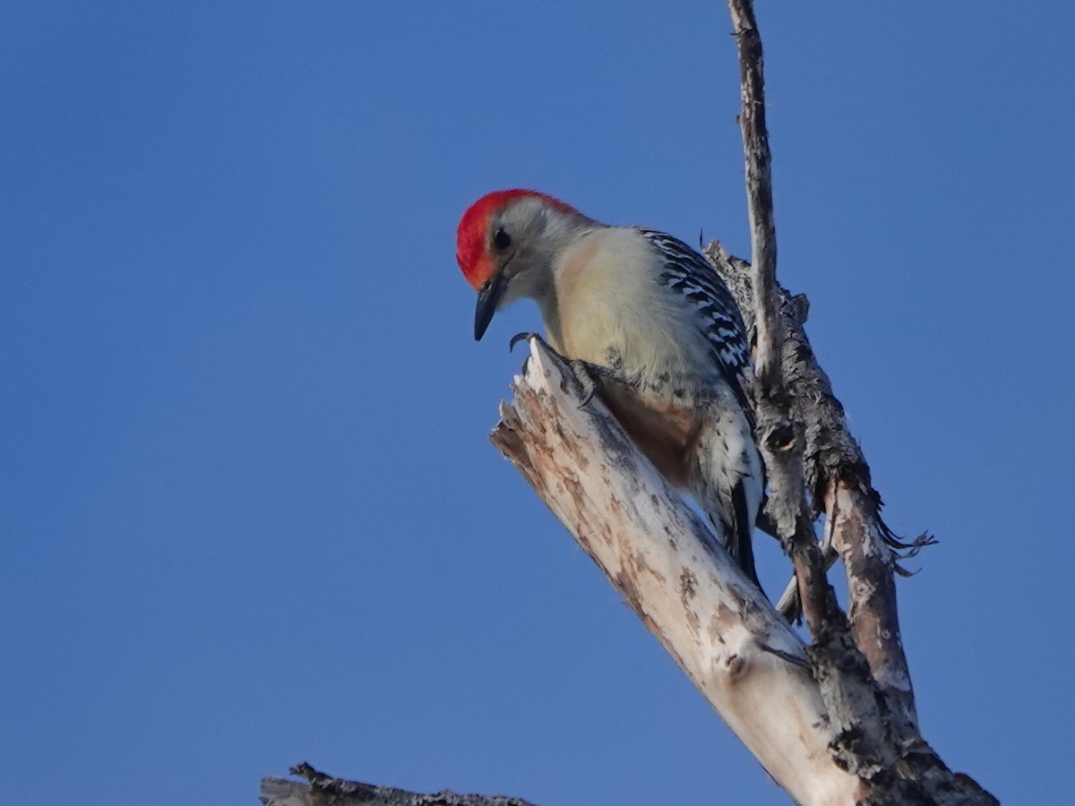 Red-bellied Woodpecker - ML612320461