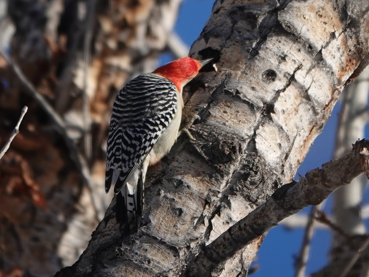 Red-bellied Woodpecker - ML612320462