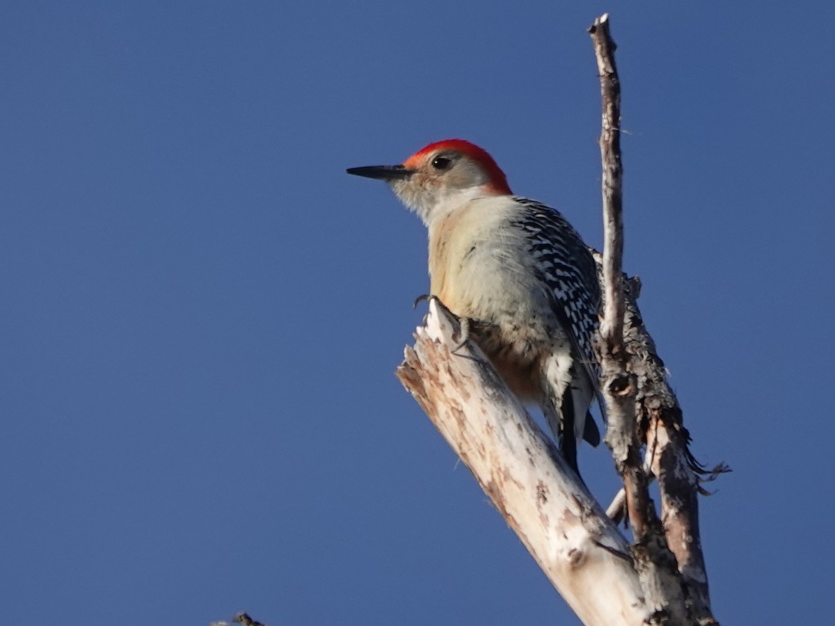 Red-bellied Woodpecker - ML612320463