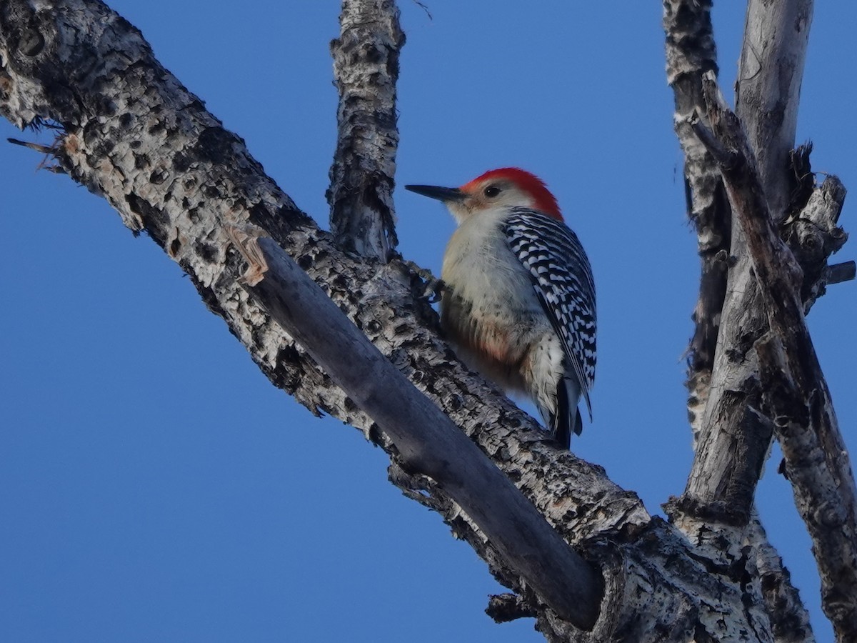 Red-bellied Woodpecker - ML612320464