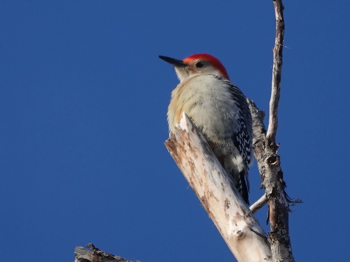 Red-bellied Woodpecker - ML612320465