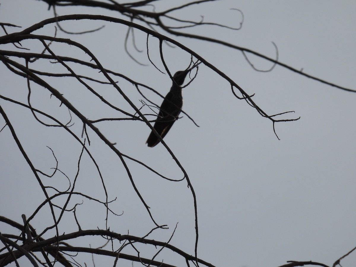 Colibrí Magnífico - ML612320475