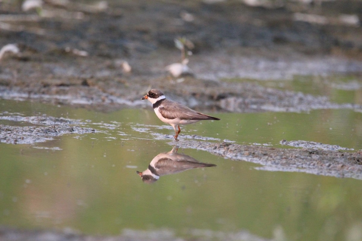 Semipalmated Plover - Josh Dewitt