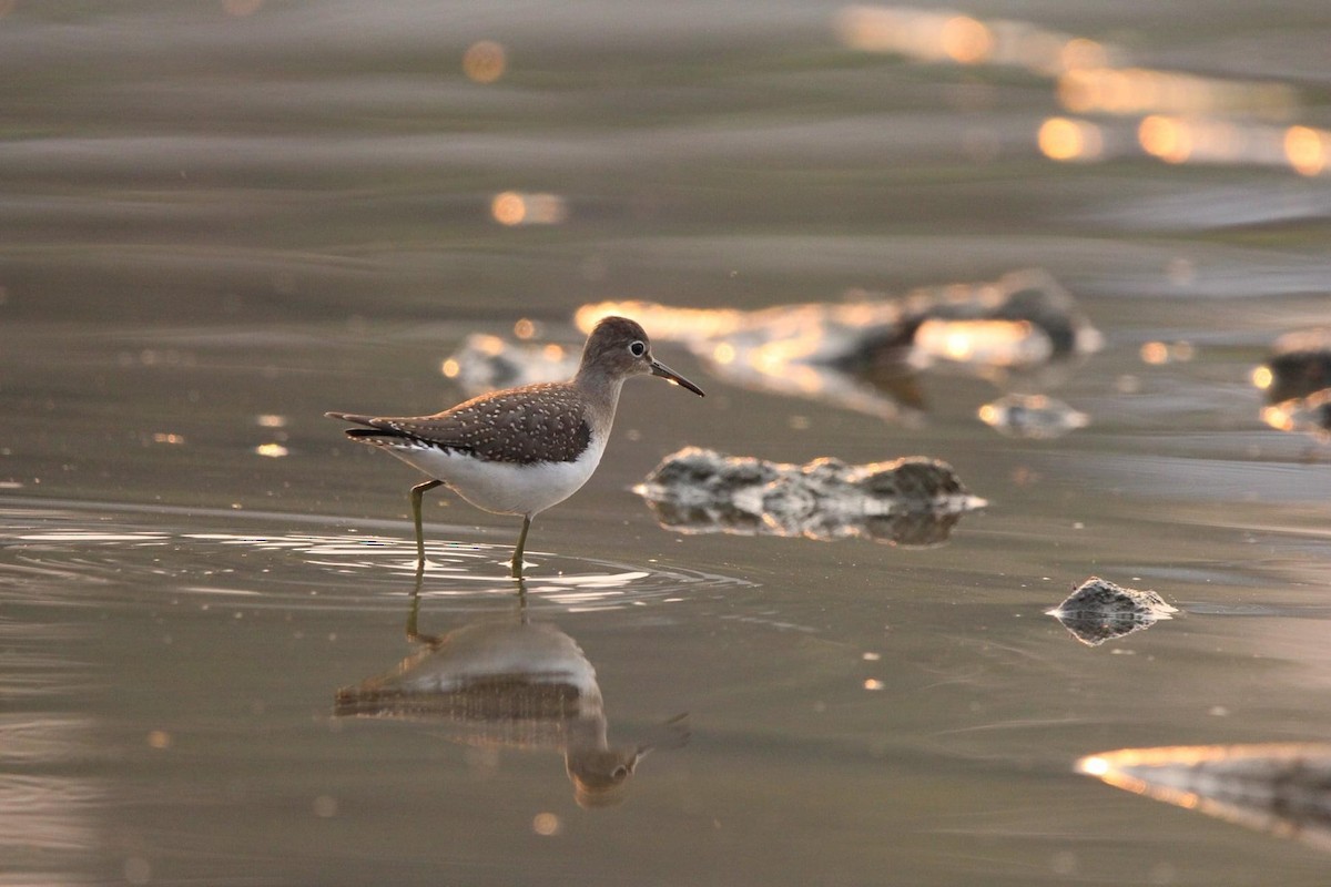 Solitary Sandpiper - Josh Dewitt