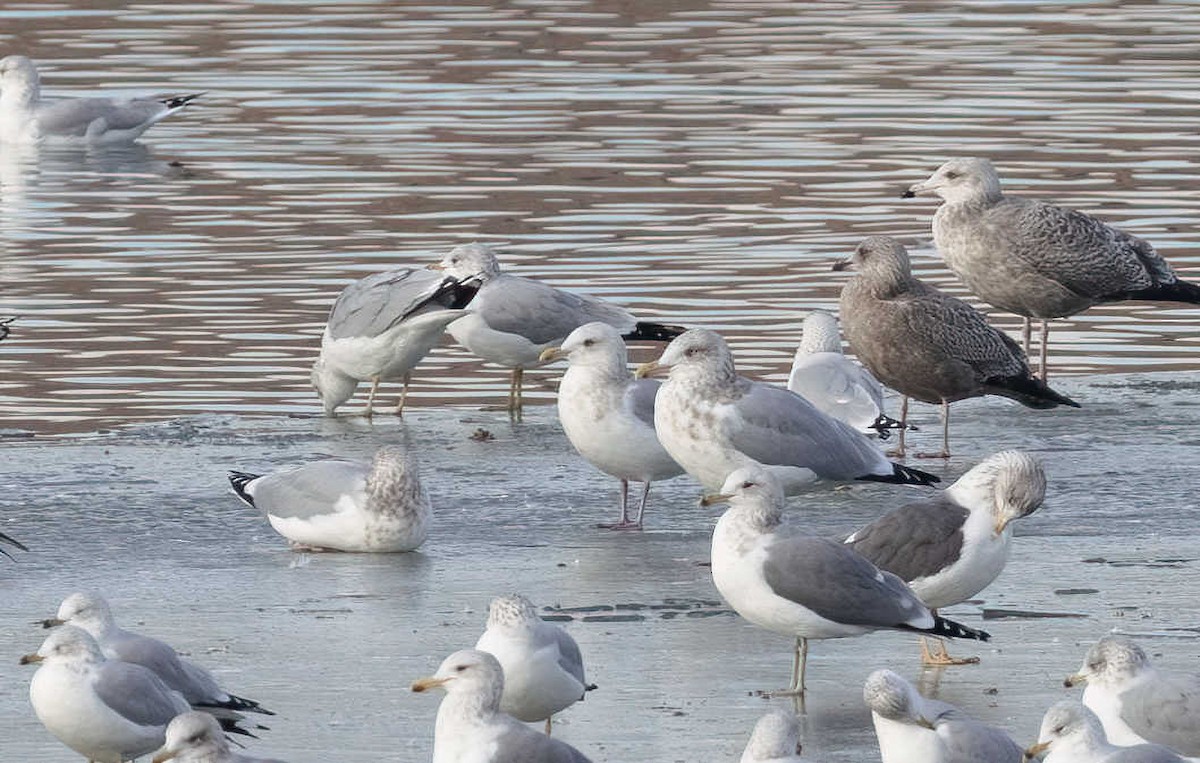 Gaviota Groenlandesa (thayeri) - ML612320615