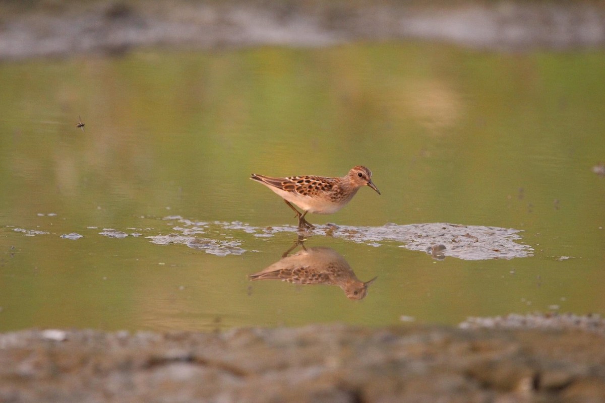 pygmésnipe - ML612320618