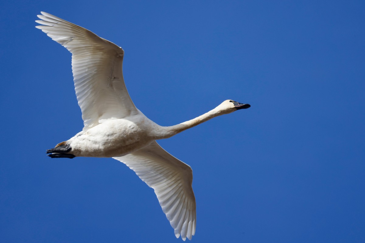 Tundra Swan - Bill Frey