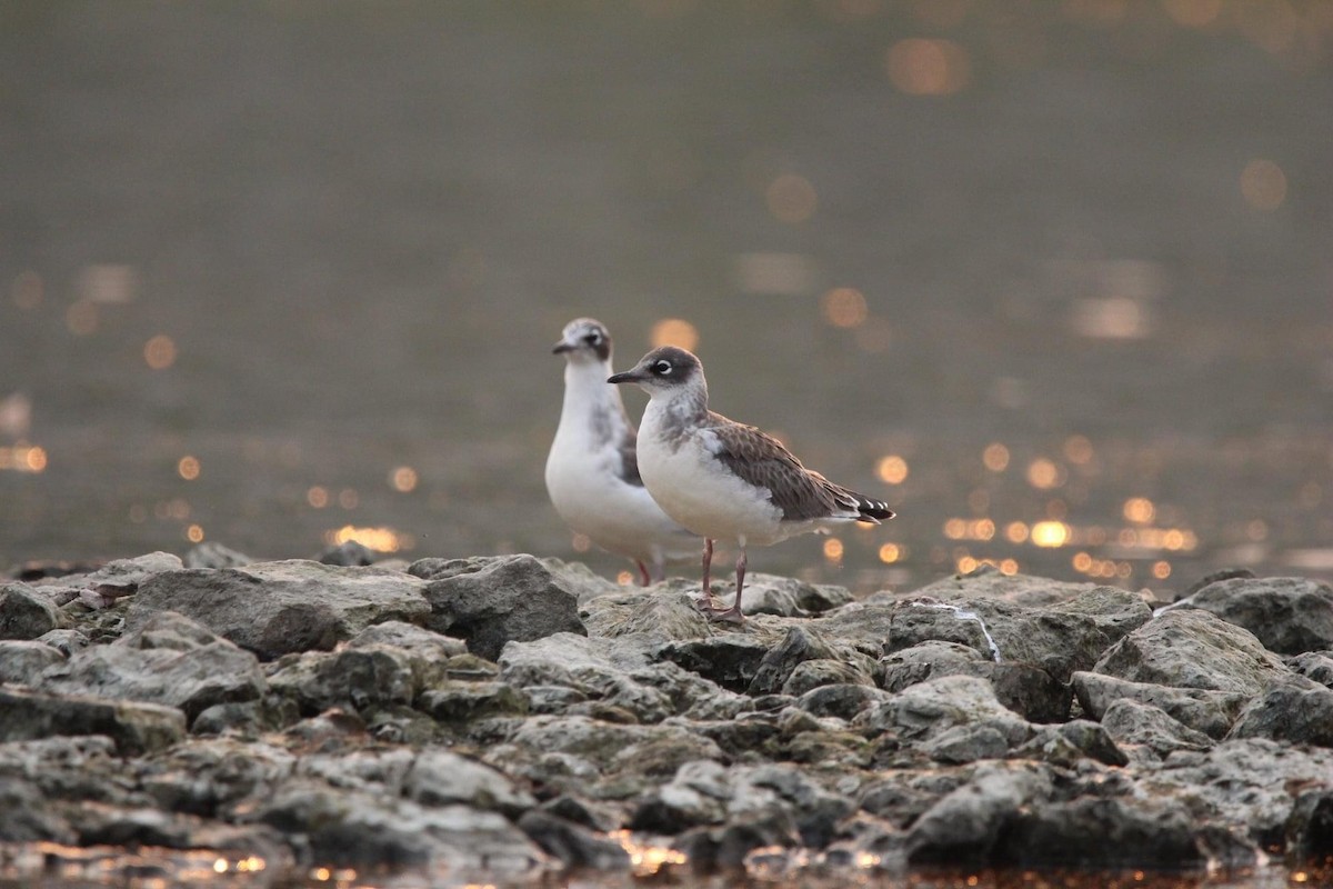 Franklin's Gull - ML612320628