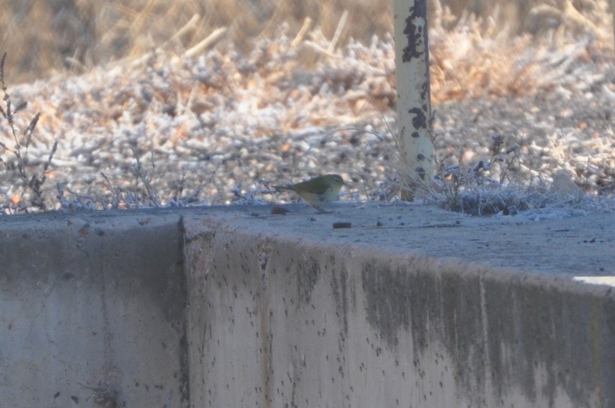 Tennessee Warbler - ML612320657