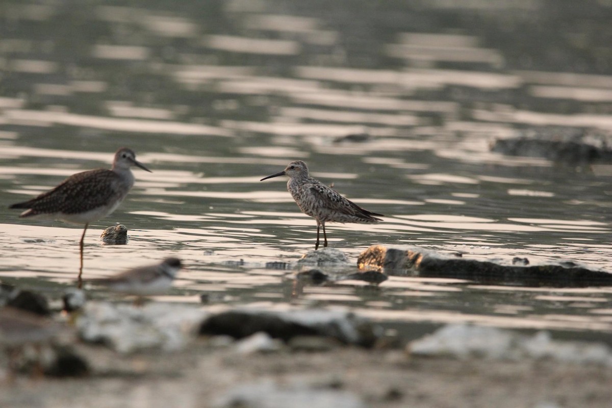 Stilt Sandpiper - Josh Dewitt