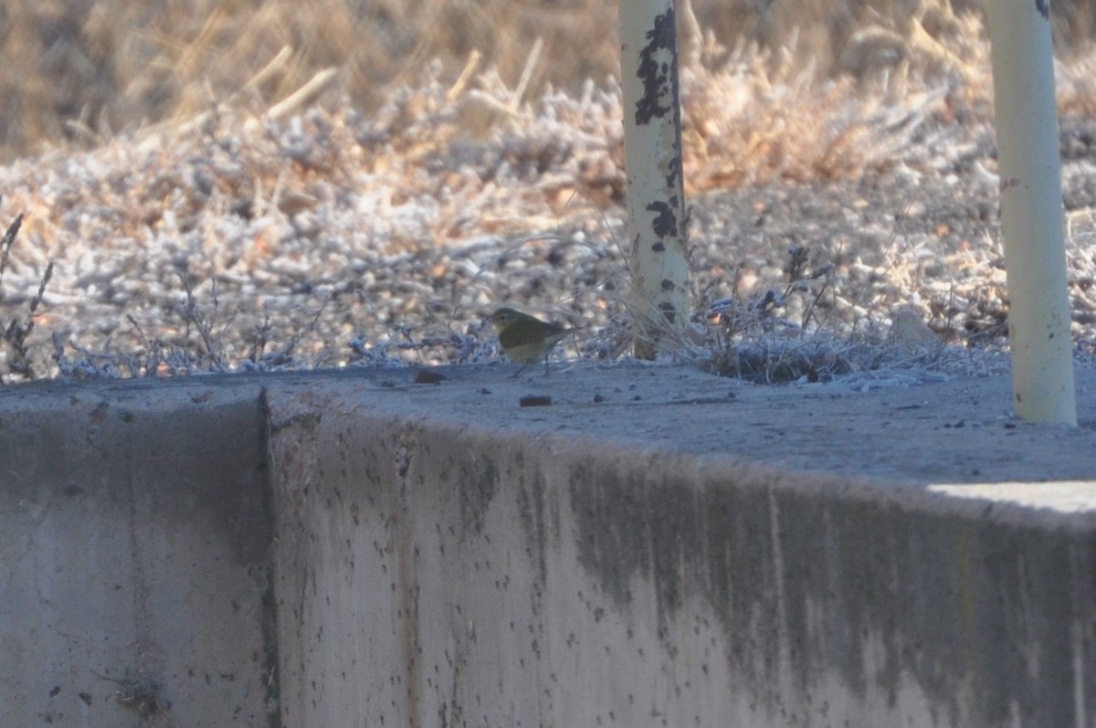 Tennessee Warbler - ML612320665