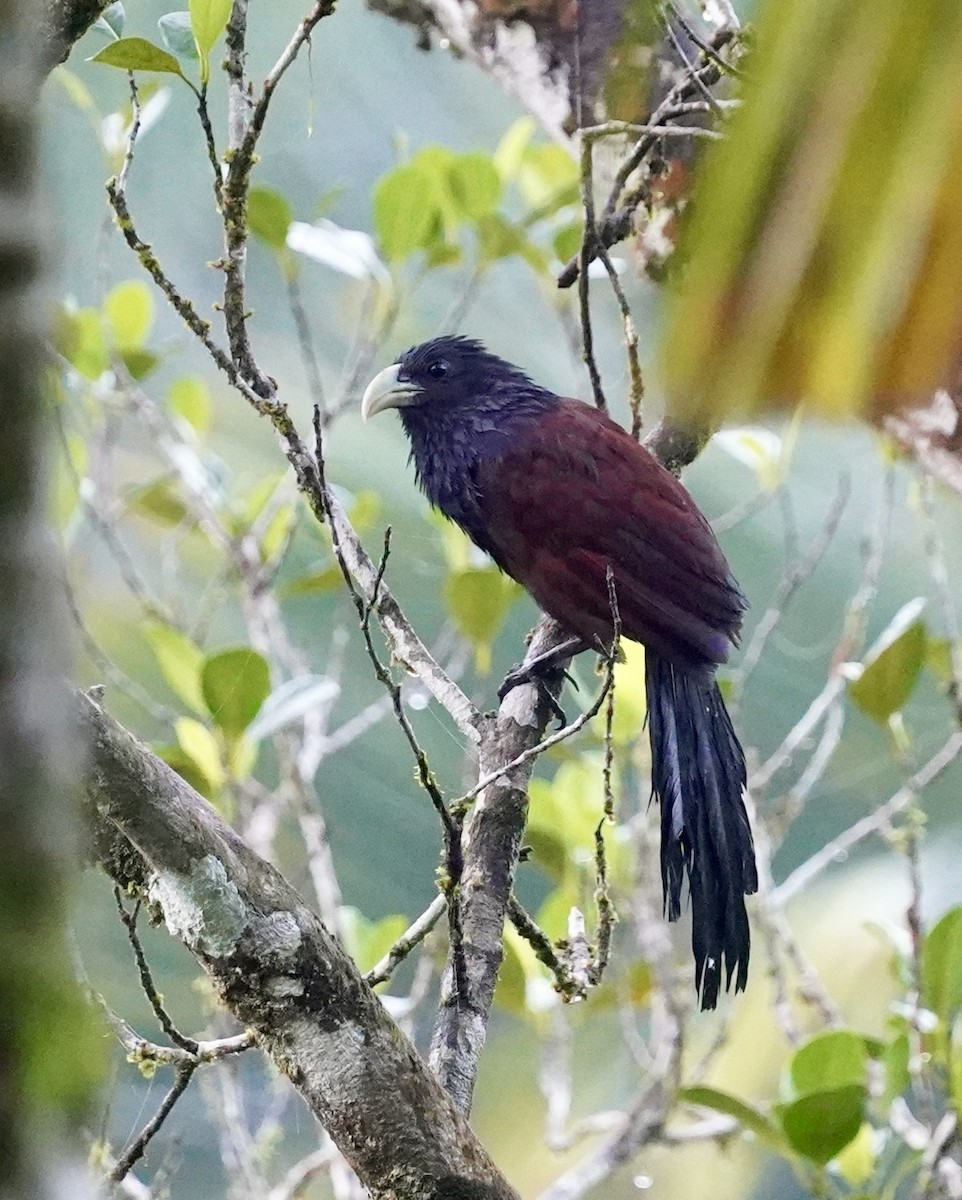 Green-billed Coucal - Daniel Winzeler