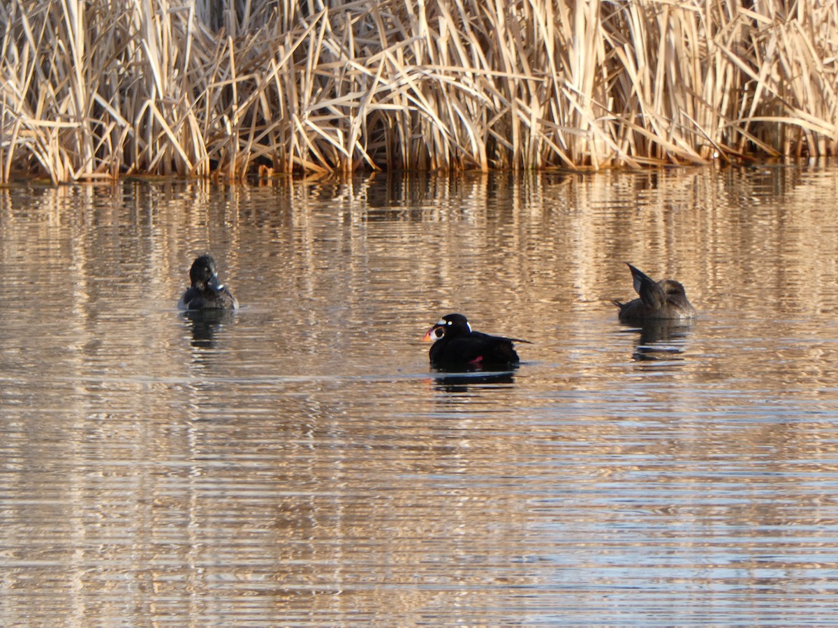 Surf Scoter - Christopher Rustay