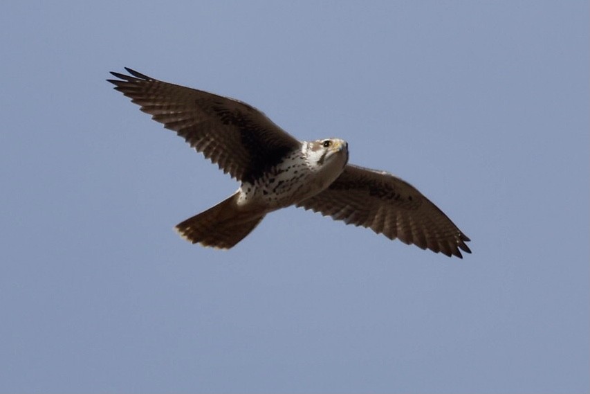 Prairie Falcon - ML612320724