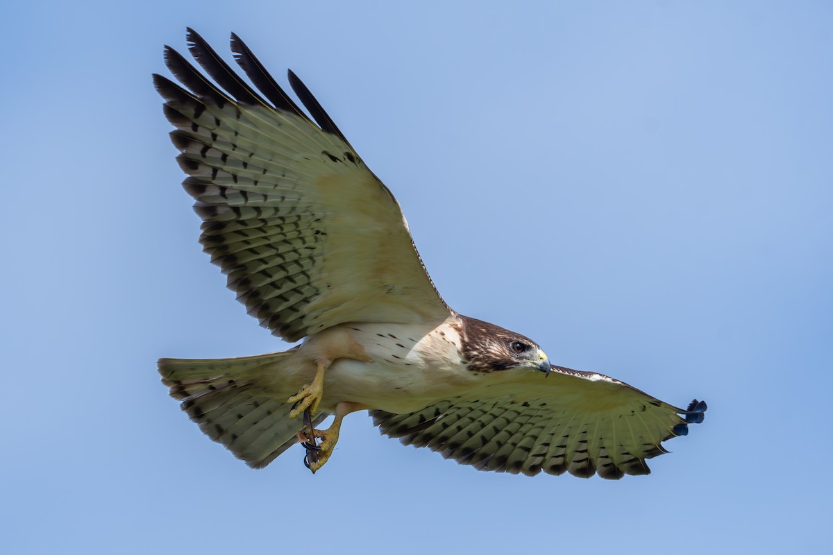 Short-tailed Hawk - Kyle Matera