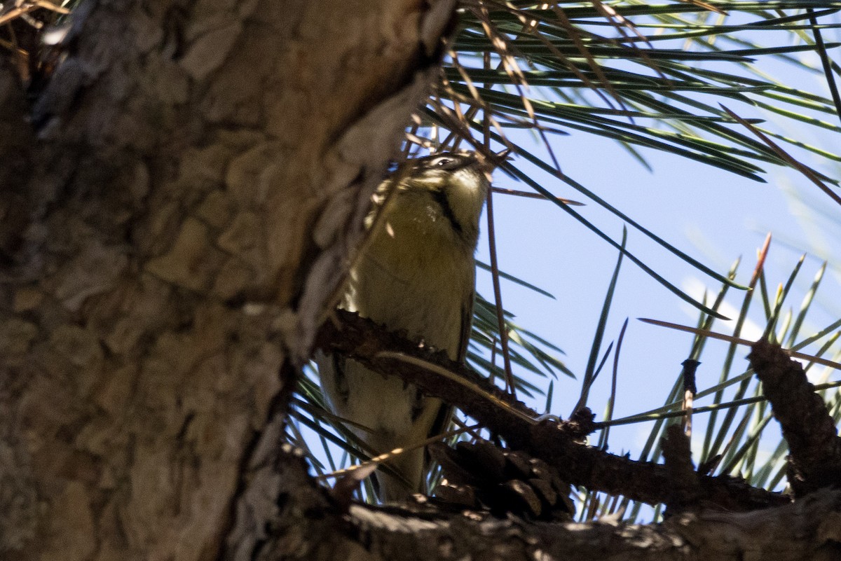 Pine Warbler - Alex Tey