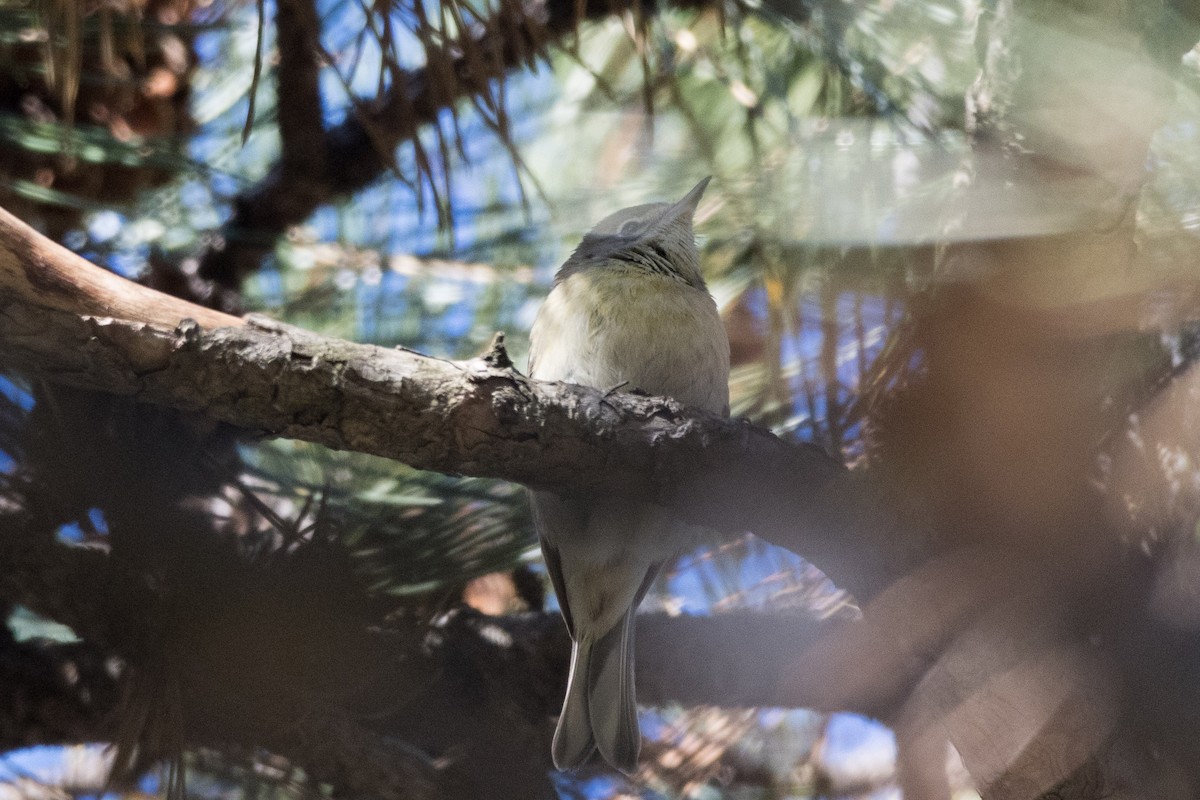 Pine Warbler - Alex Tey