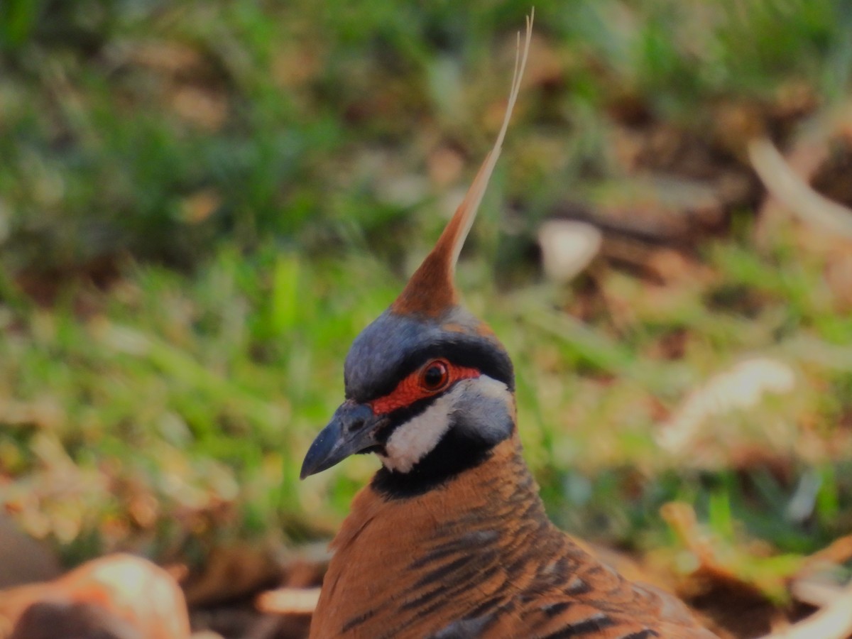 Colombine plumifère (ferruginea) - ML612320818