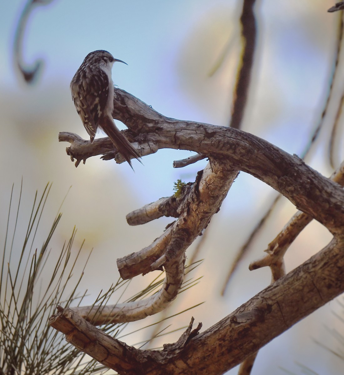 Brown Creeper - ML612320828