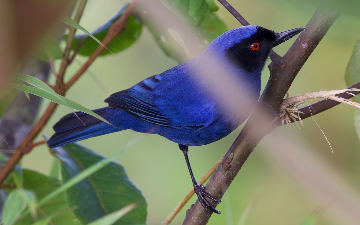 Masked Flowerpiercer - Matt Yawney