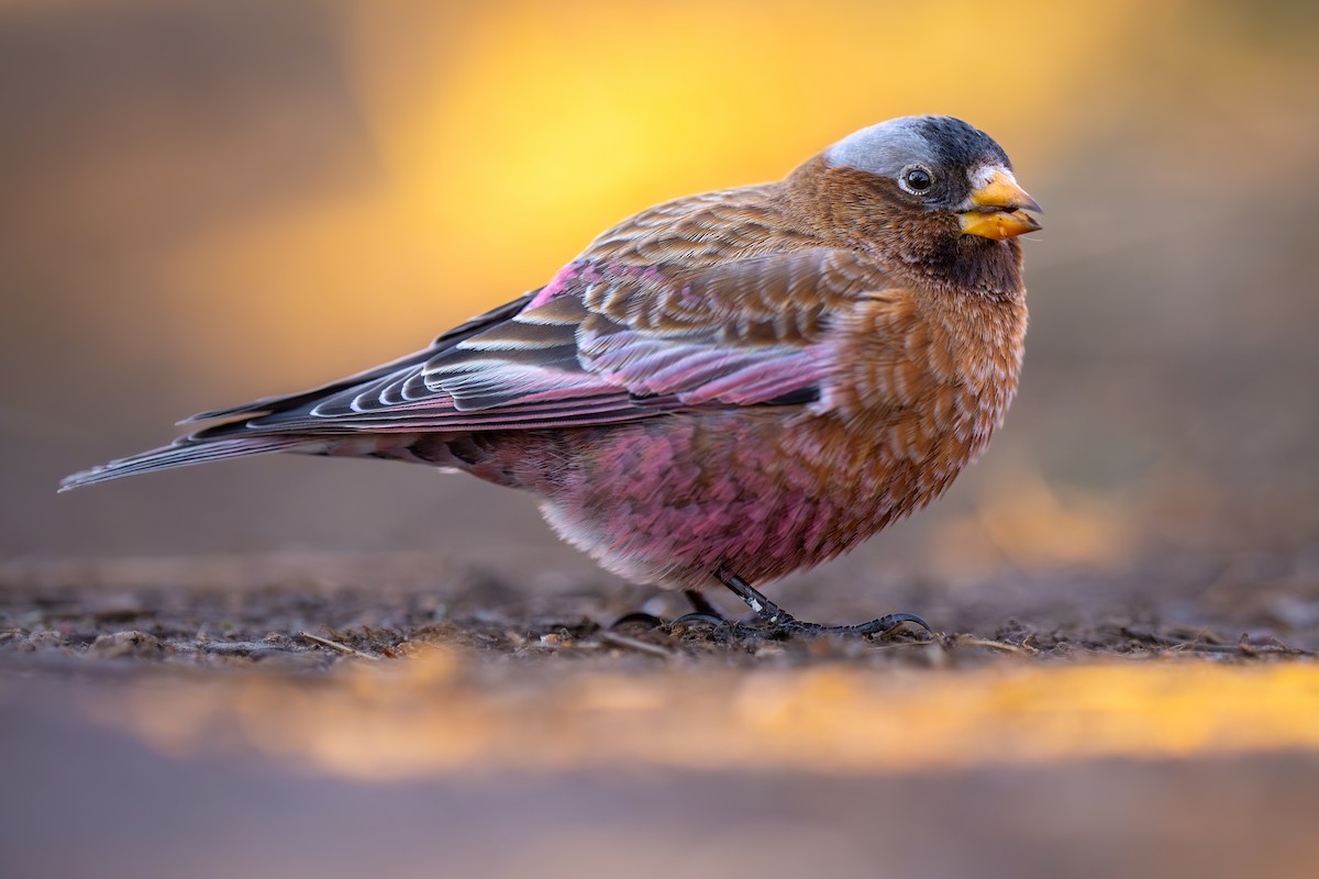 Gray-crowned Rosy-Finch - ML612320868