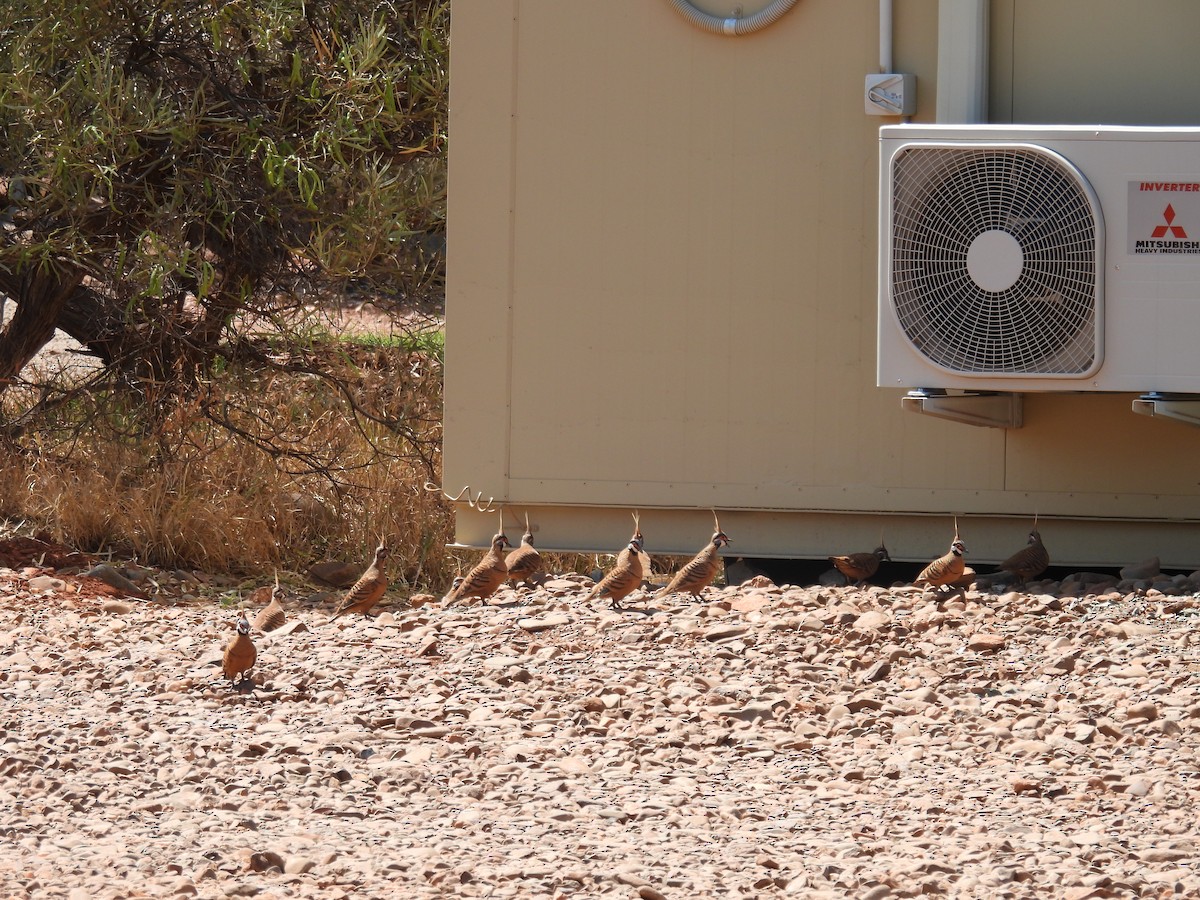 Spinifex Pigeon (Rufous-bellied) - ML612320882