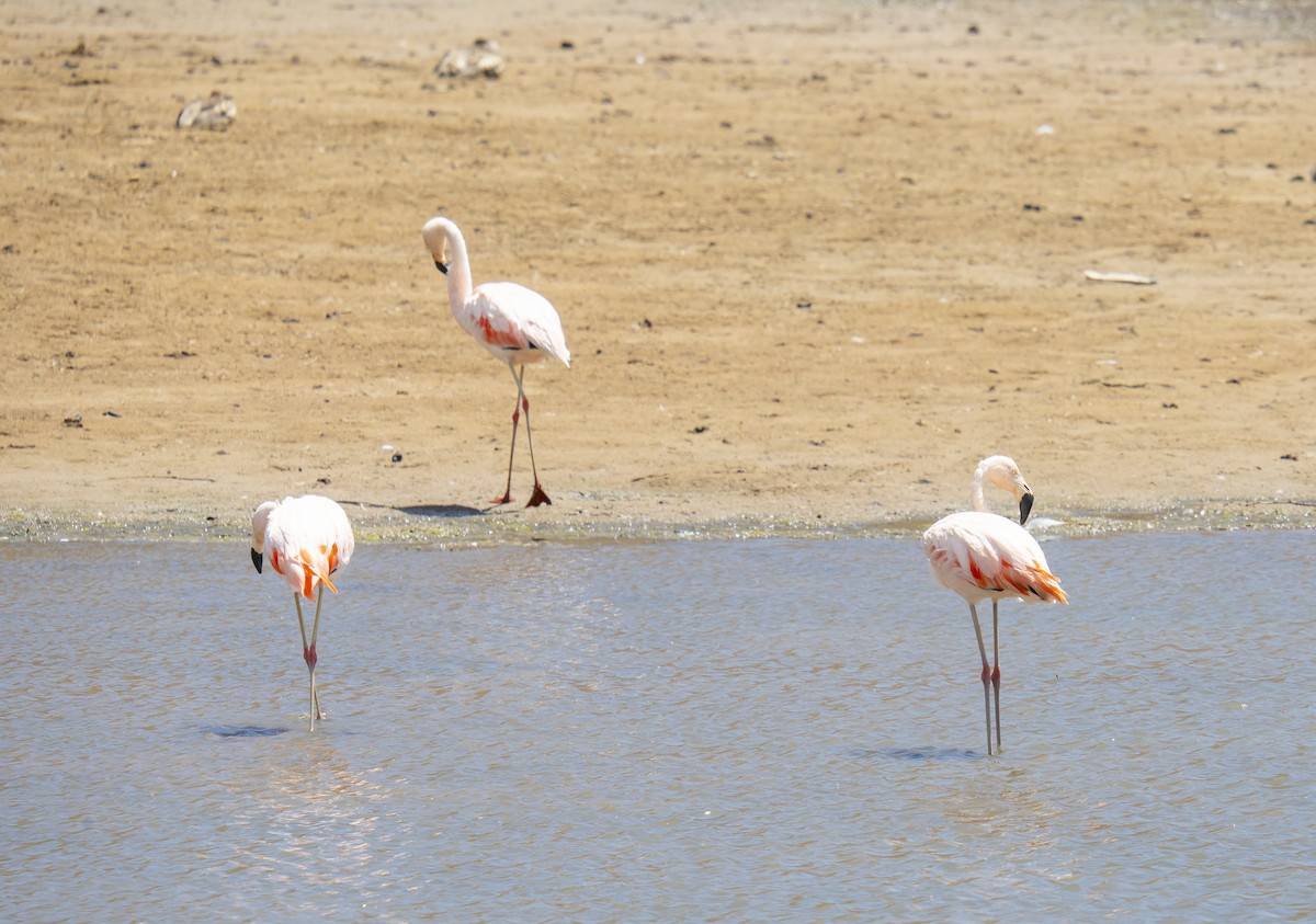 Chilean Flamingo - Edwin Adderly Hancco Arenas
