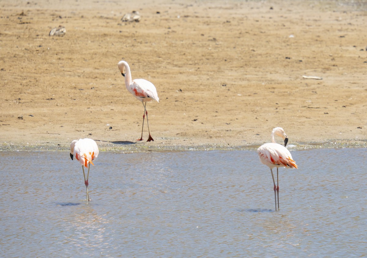 Chilean Flamingo - ML612320897