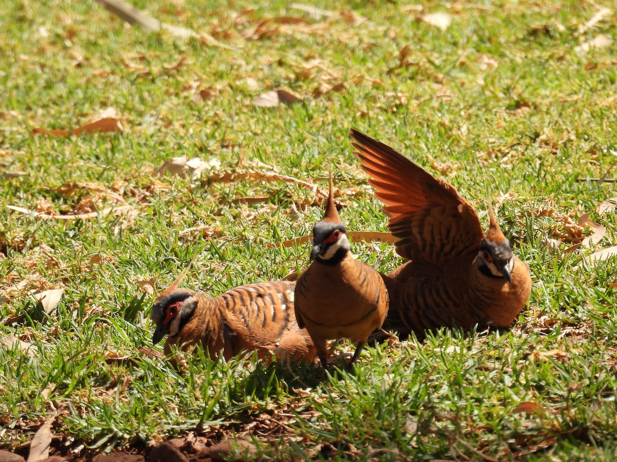 Spinifex Pigeon (Rufous-bellied) - ML612320907