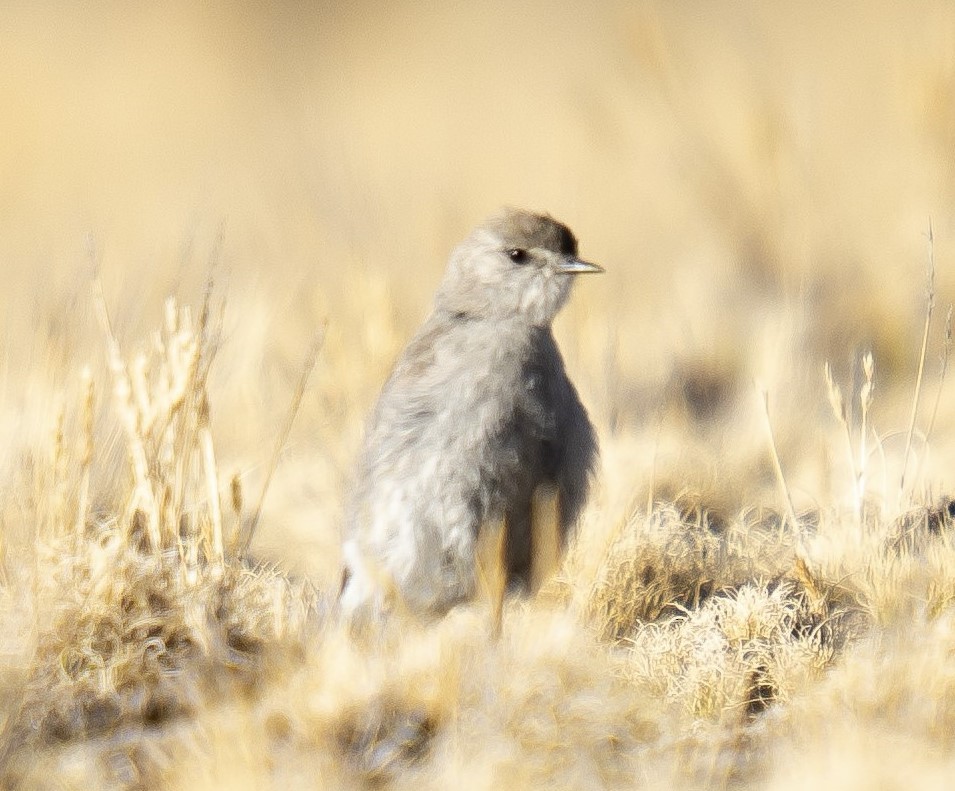 Spot-billed Ground-Tyrant - ML612320930