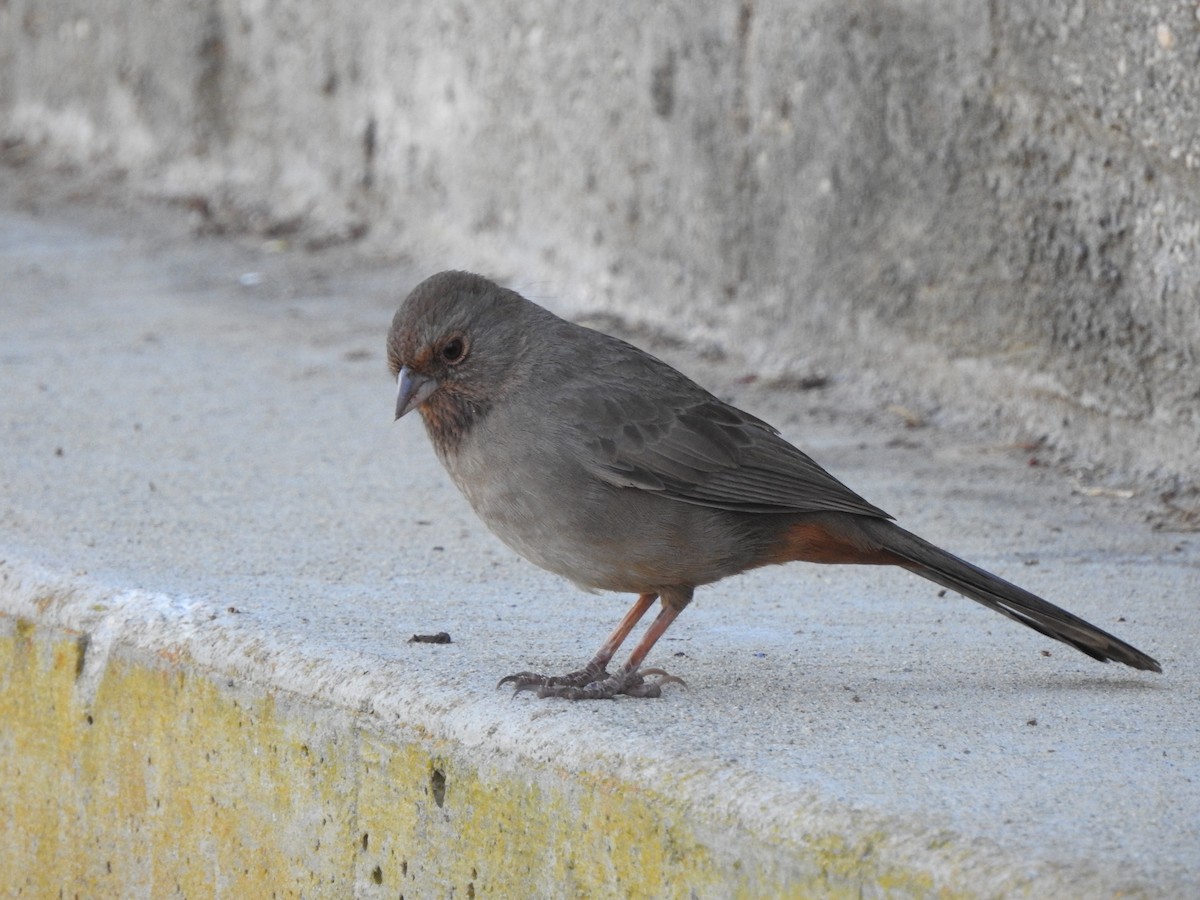 California Towhee - ML612320996