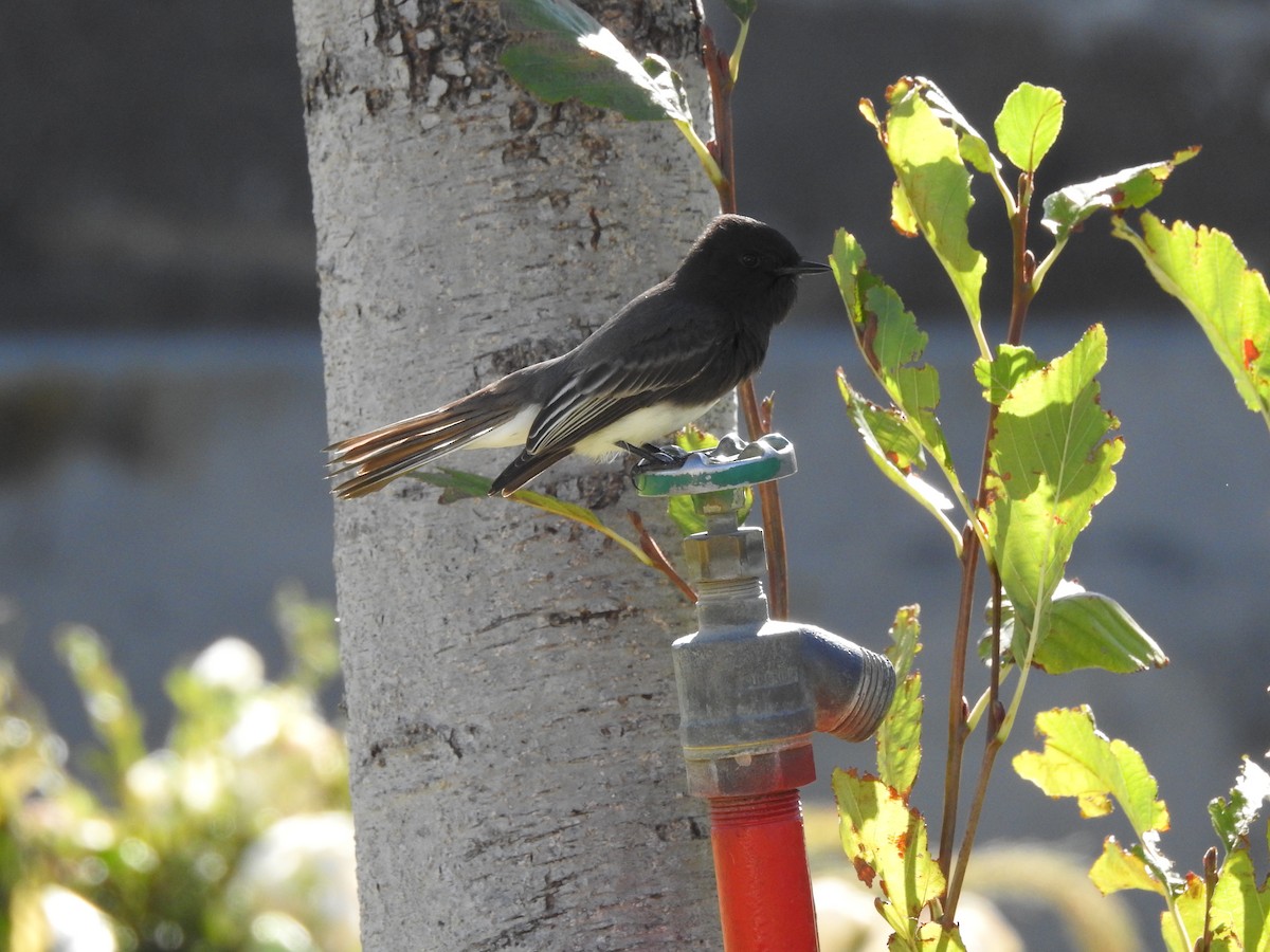 Black Phoebe - ML612321003