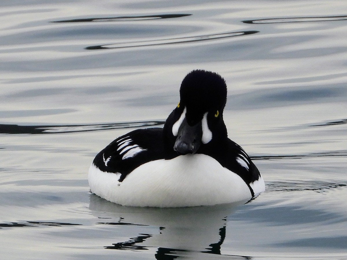 Barrow's Goldeneye - ML612321022