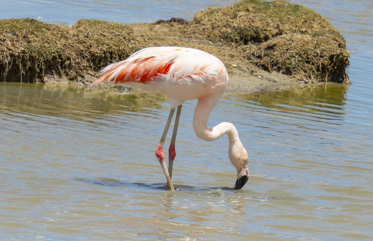 Chilean Flamingo - ML612321115