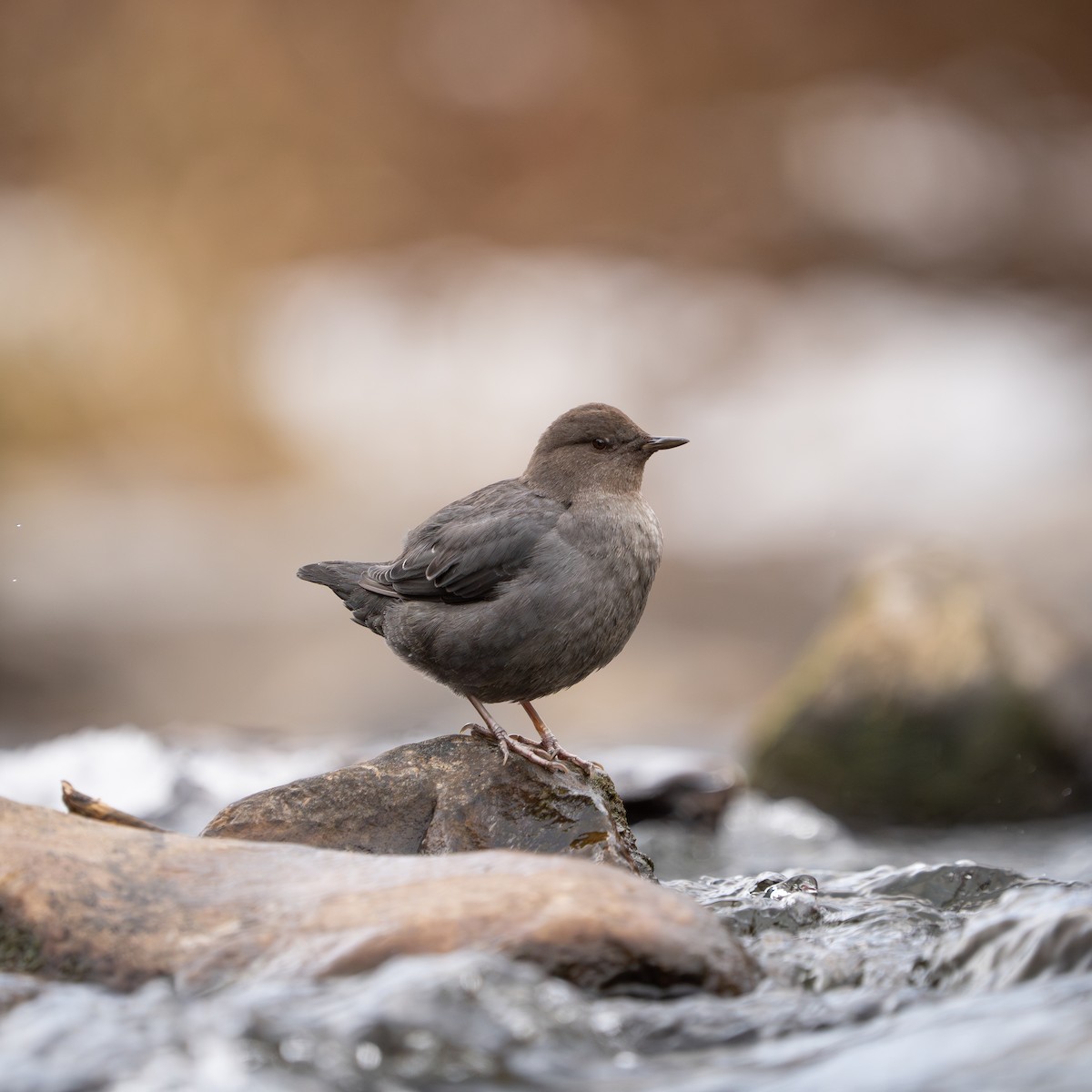 American Dipper - ML612321139