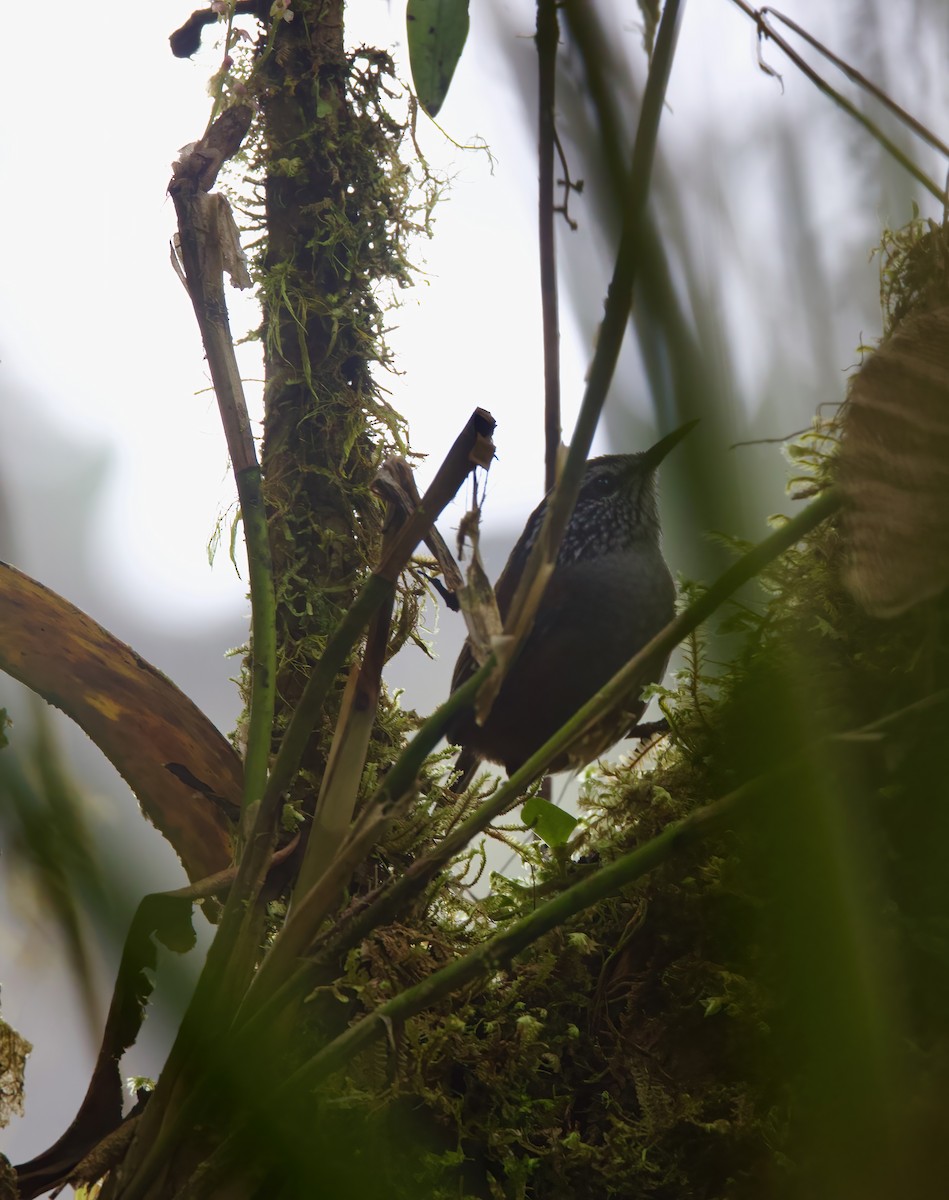 Munchique Wood-Wren - Matt Yawney