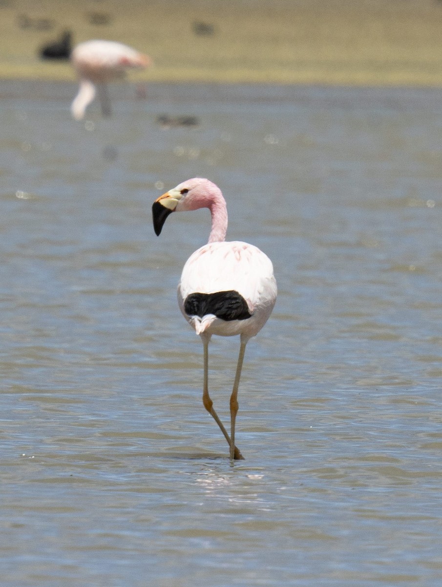 Andean Flamingo - ML612321154